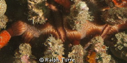Close-up showing texture of rough-spined urchin. by Ralph Turre 